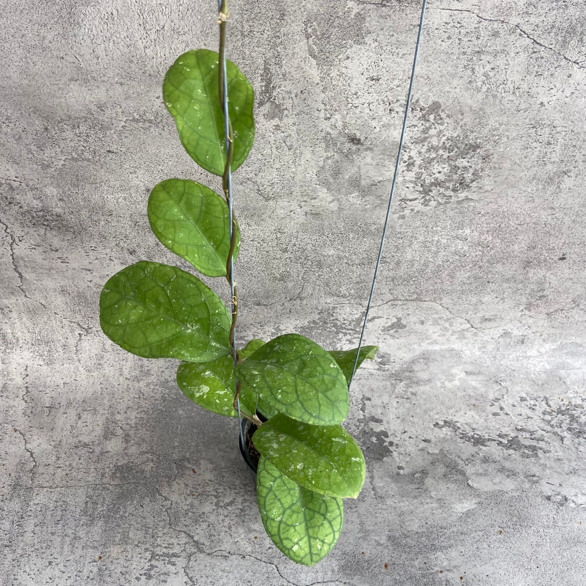 RP58-10	Hoya SP Bengkulu Roundleaf