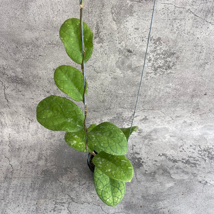 RP58-10	Hoya SP Bengkulu Roundleaf