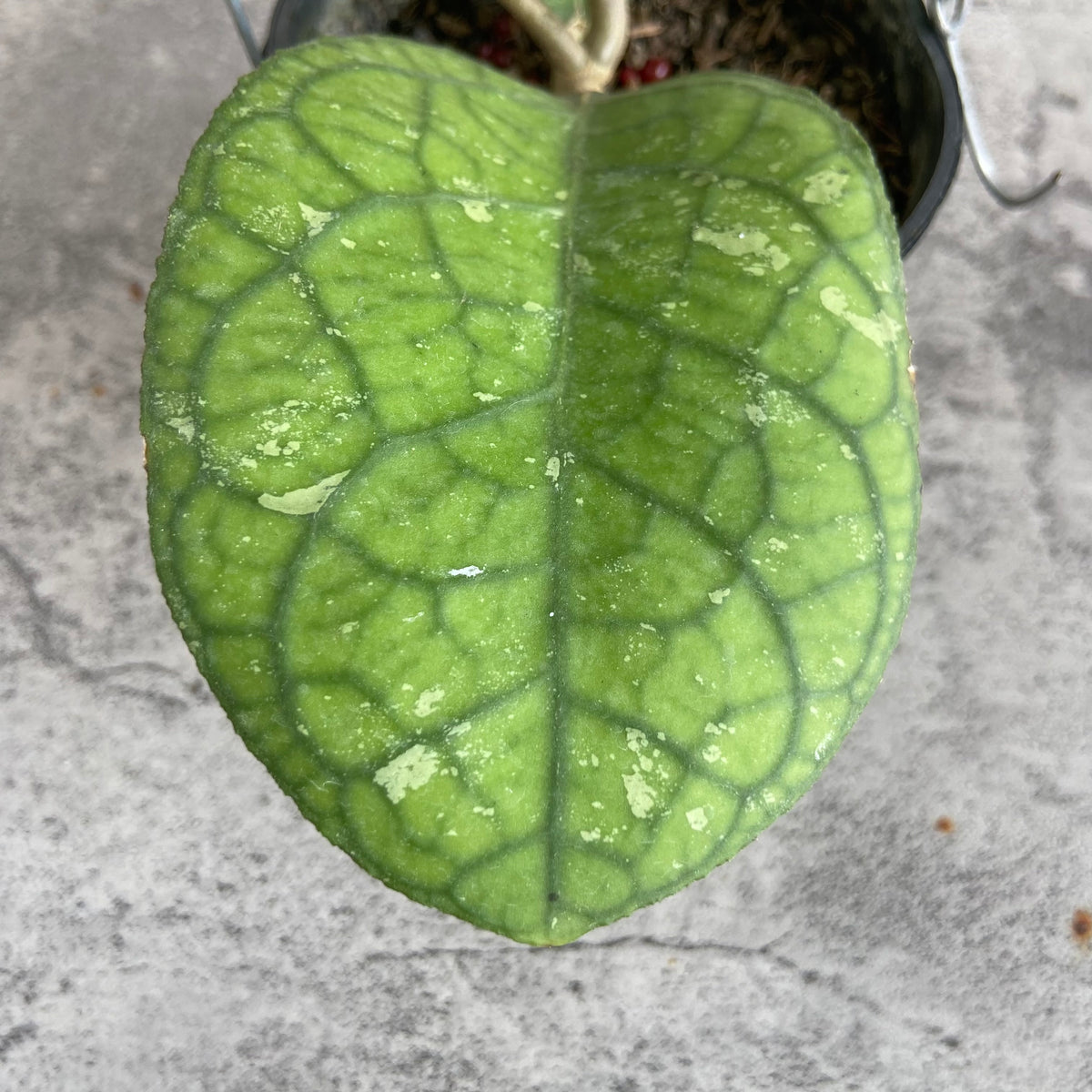 RP58-10	Hoya SP Bengkulu Roundleaf