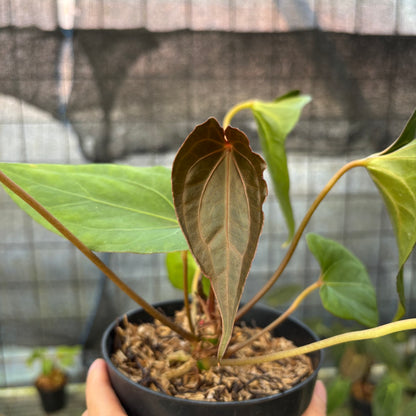 RP13-9 Anthurium Red Spider Selected