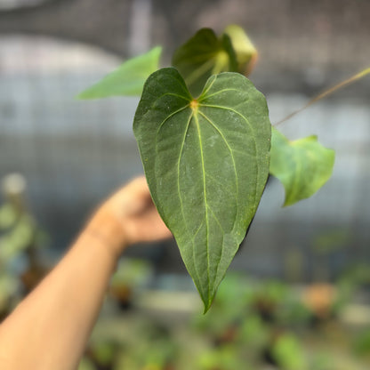 RP9-9 Anthurium Red Spider Selected