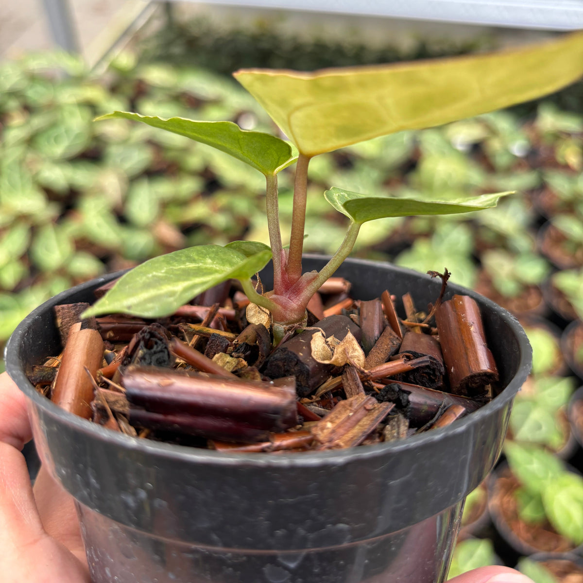 Anthurium Magnificum Verde x Red Tiger