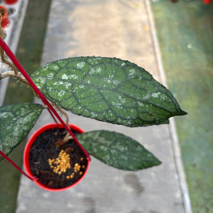 Hoya Clemensiorum Kemiri Gatot Kaca