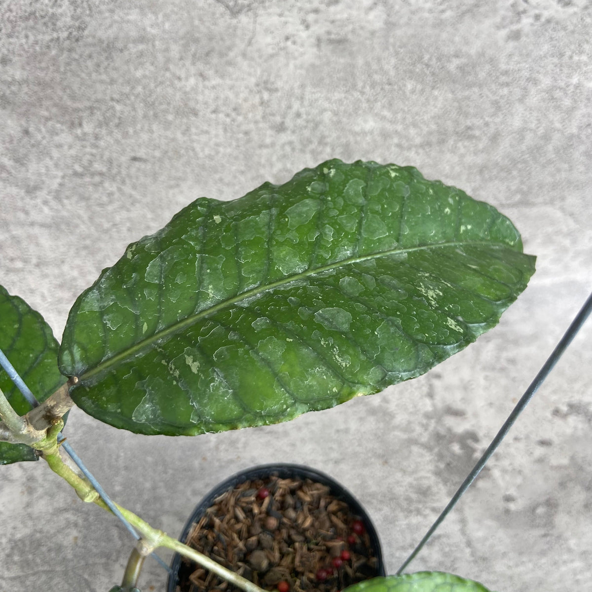 RP57-10	Hoya SP Aceh Mystic Core