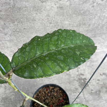 RP57-10	Hoya SP Aceh Mystic Core