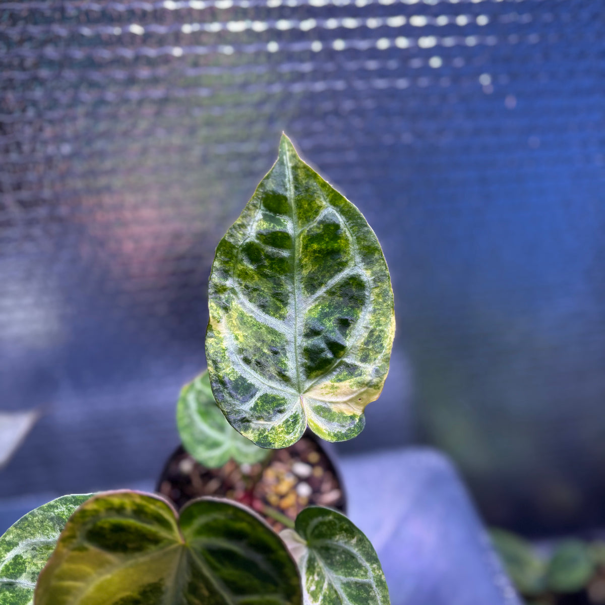 RP33-9 Anthurium Red Tiger x Michelle Variegated