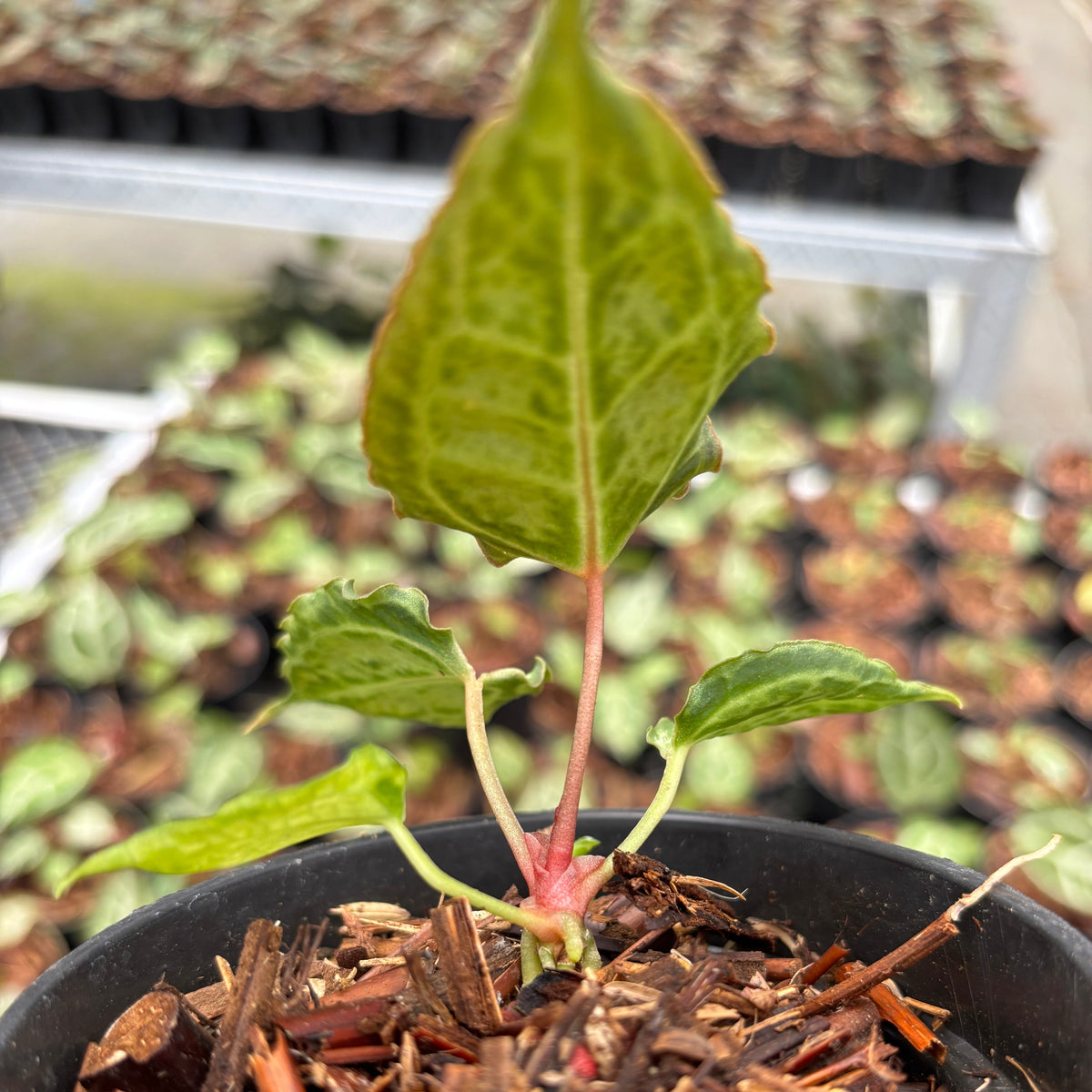 Anthurium Red Crystallinum (HU) 09 x Muchlis RC