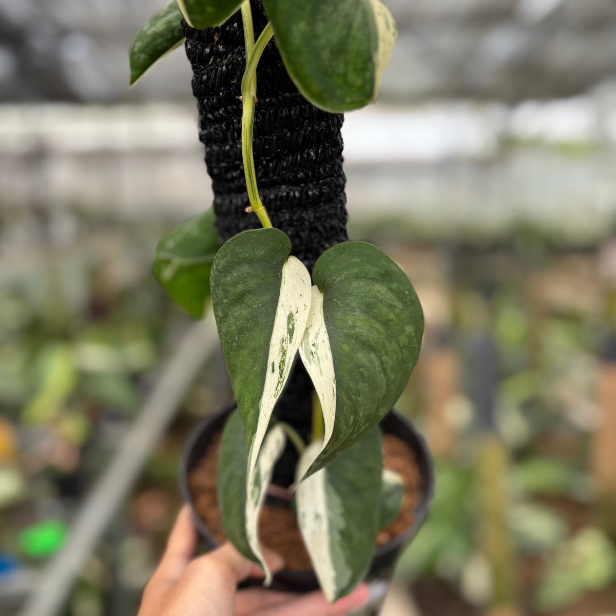RP18-10	Scindapsus Silver Satin Halfmoon