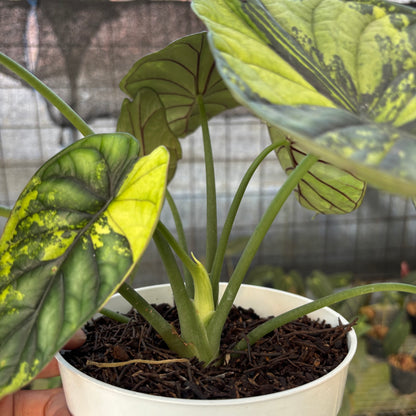 RP22-9 Alocasia Dragon Scale Variegated Mature Size