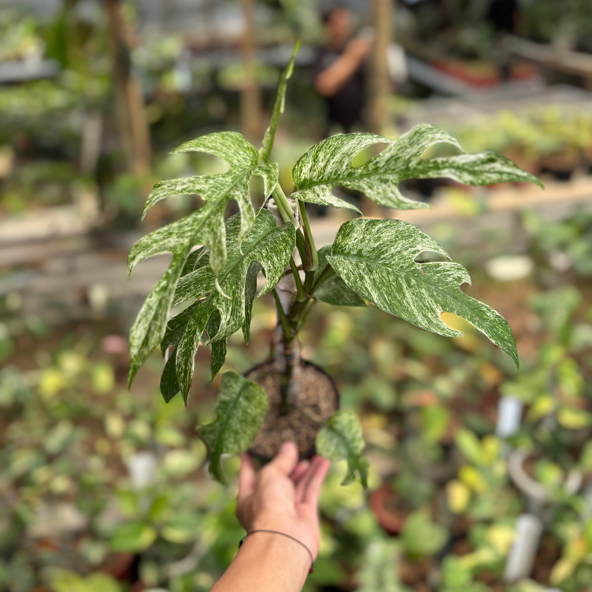 Epipremnum Pinnatum White Dagger