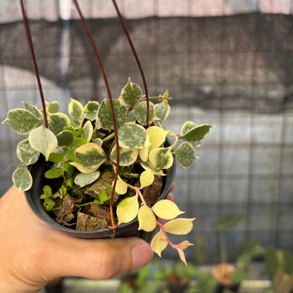 RP8-9 Hoya Curtisii Albomarginata "Tiara"