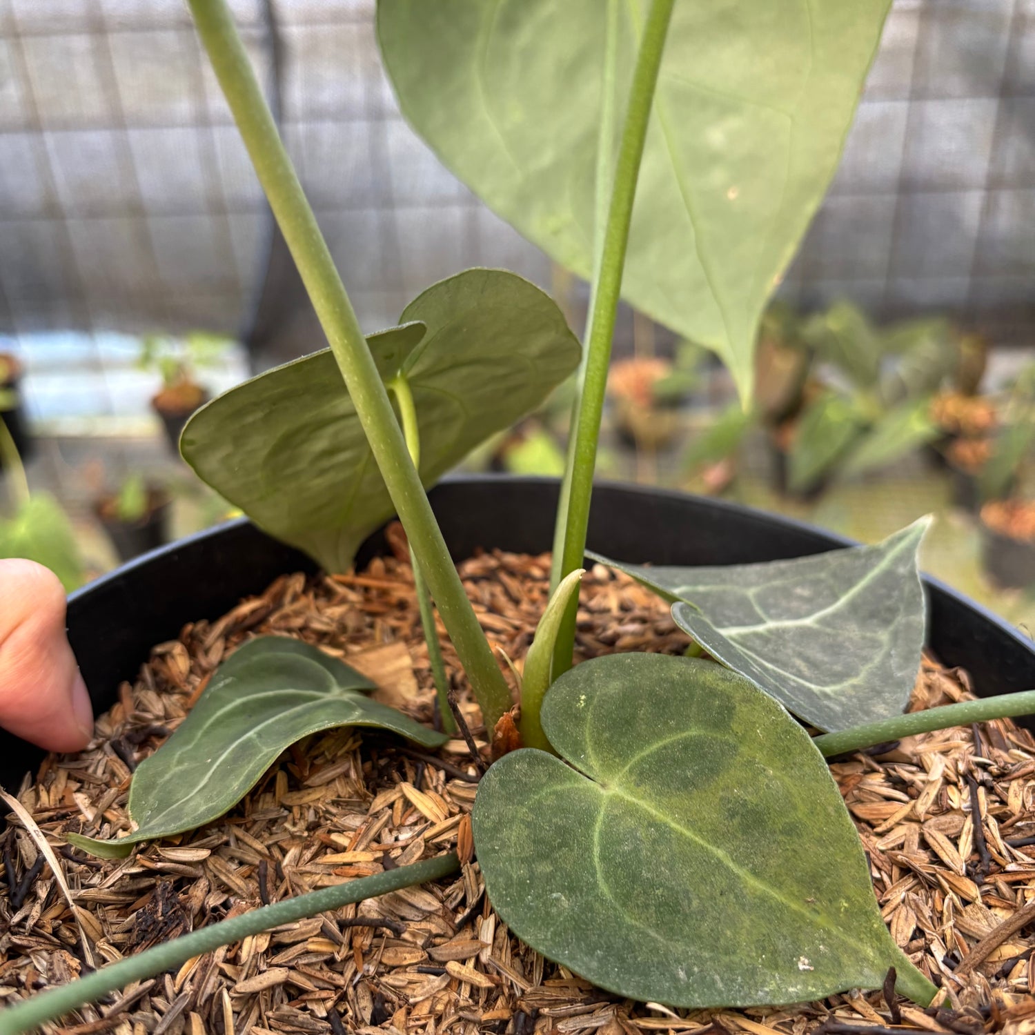 RP15-9 Anthurium Clarinervium Medium Size