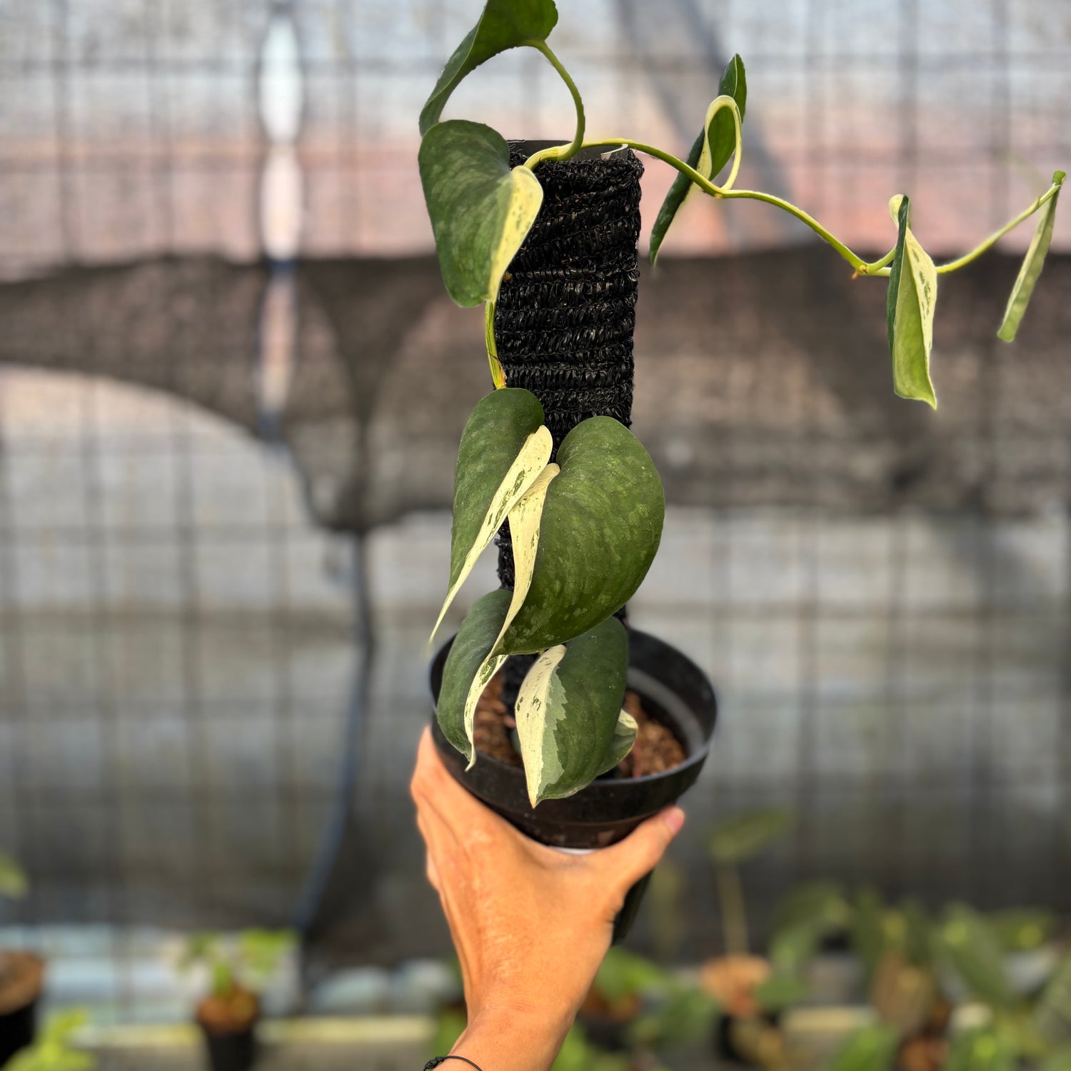 RP12-9 Scindapsus Silver Satin Halfmoon