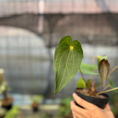 RP13-9 Anthurium Red Spider Selected
