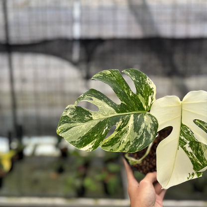 RP4-10 Monstera Albo White Tiger Variegated