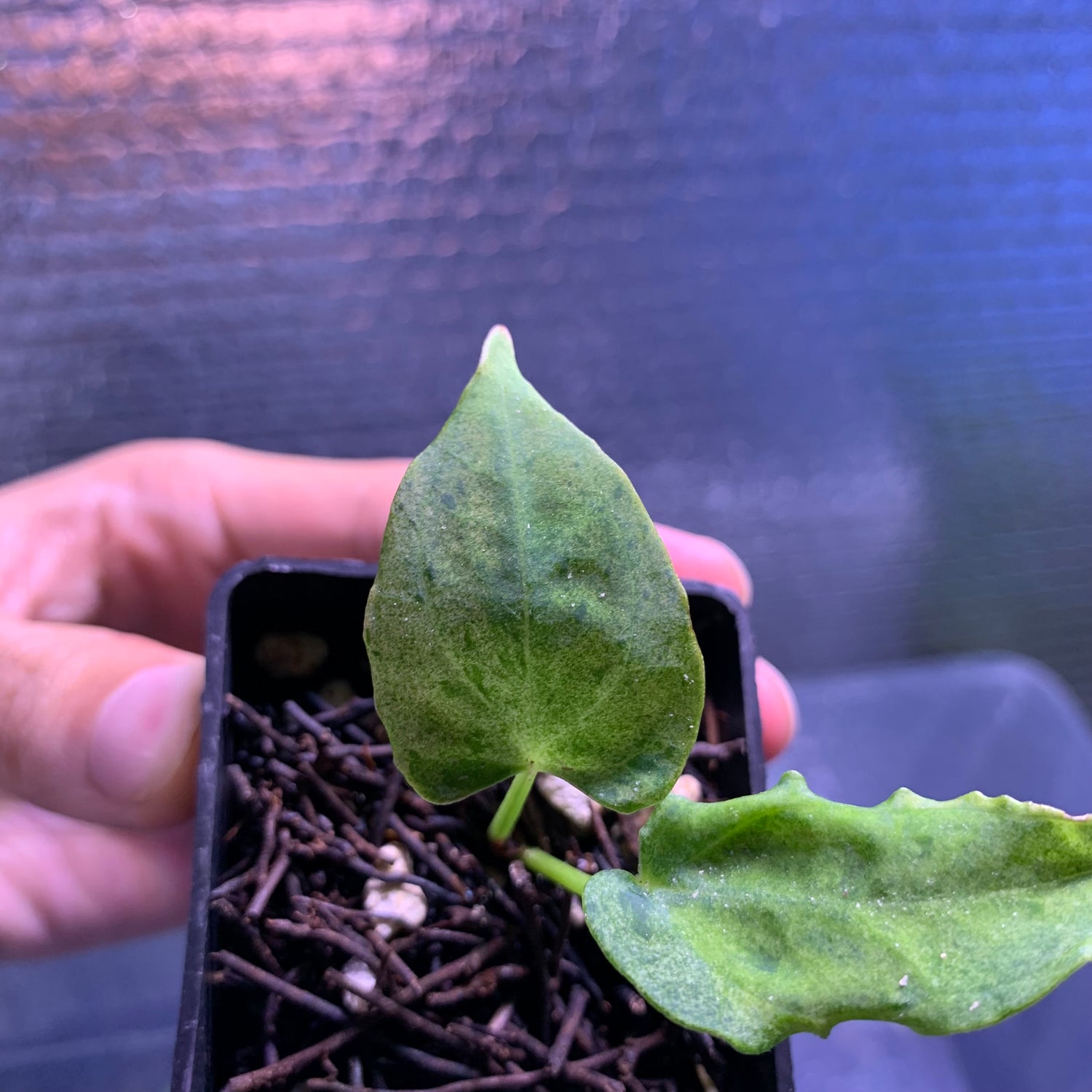 RP66-8	Anthurium Red Hawk x Blue Papilillaminum Mint