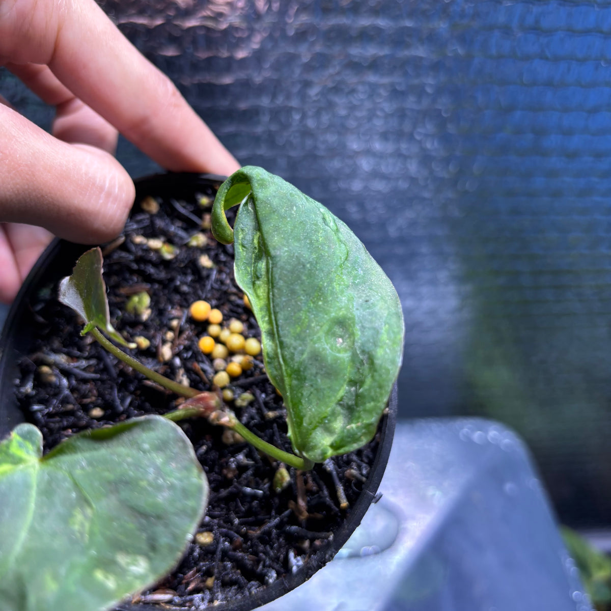 RP36-9 Anthurium Portilae Indo x Forgetti Variegated