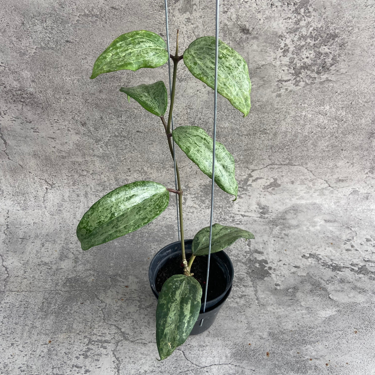 RP51-10	Hoya Macrophylla High Splash