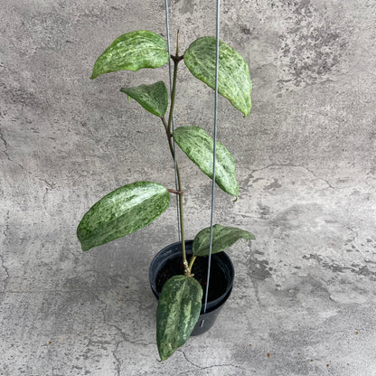 RP51-10	Hoya Macrophylla High Splash