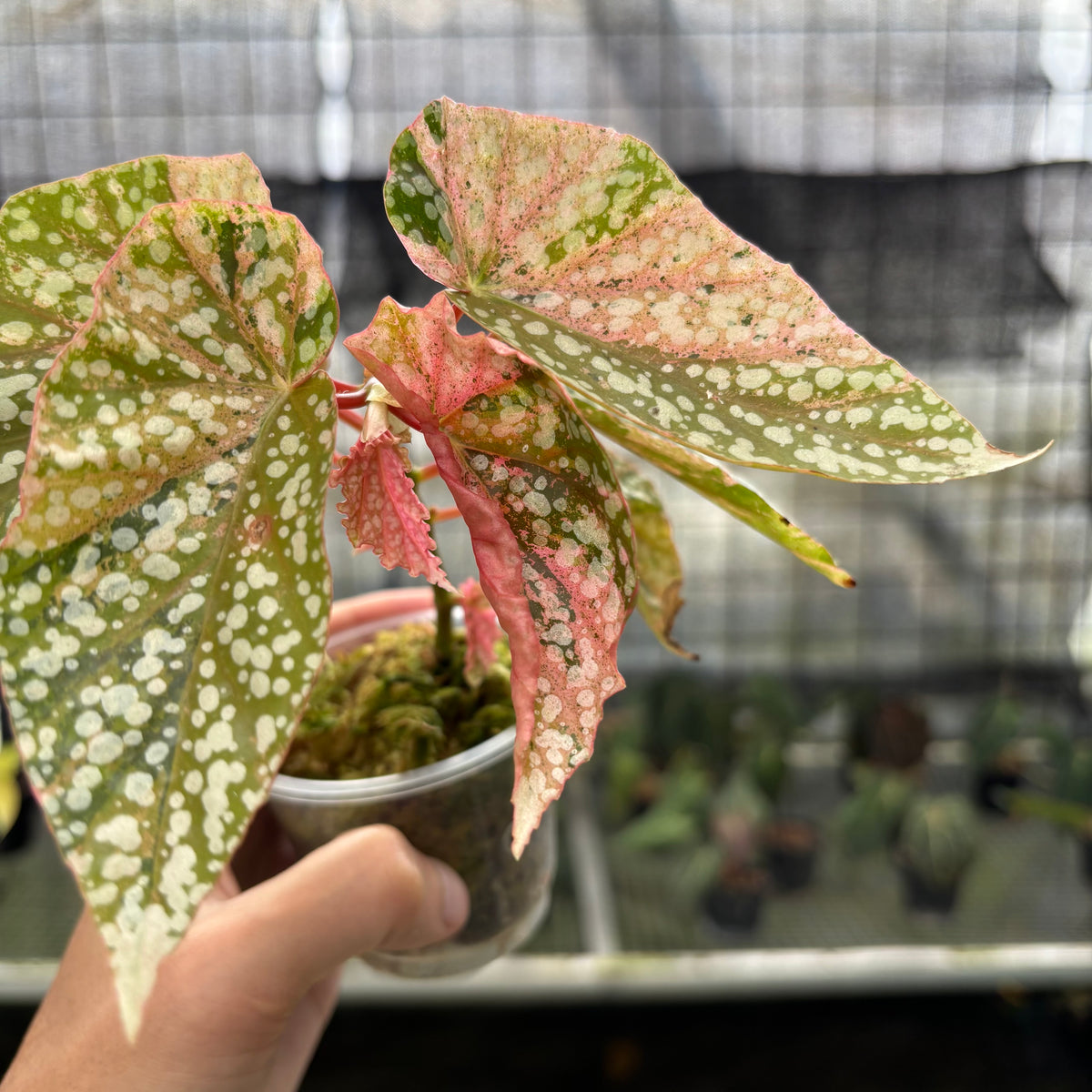 RP7-10 Begonia Snow Capped Variegated