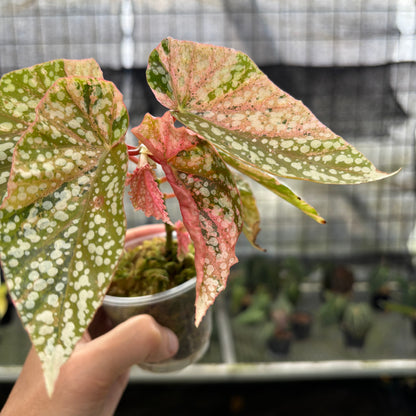 RP7-10 Begonia Snow Capped Variegated