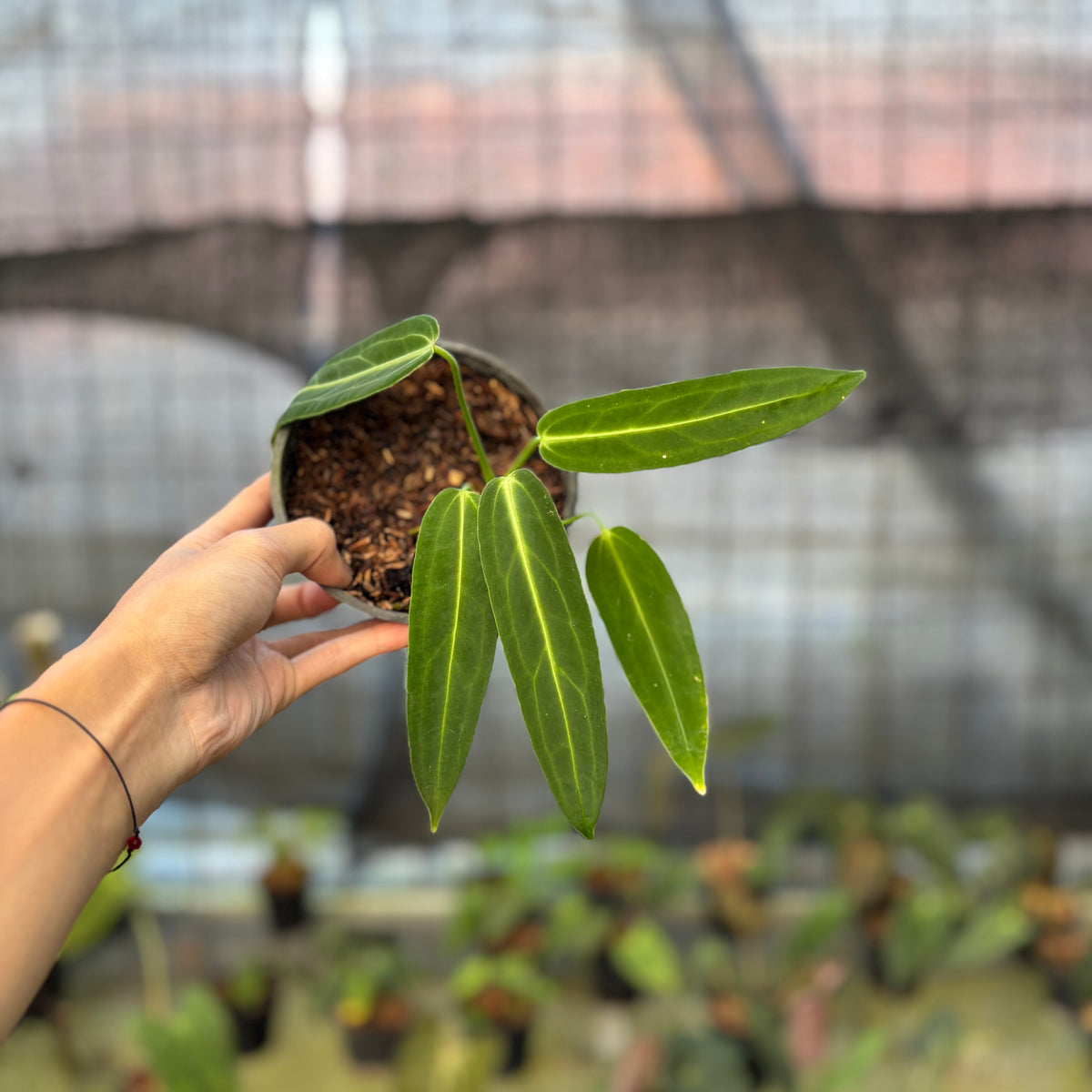 RP27-9 Anthurium Warocqueanum