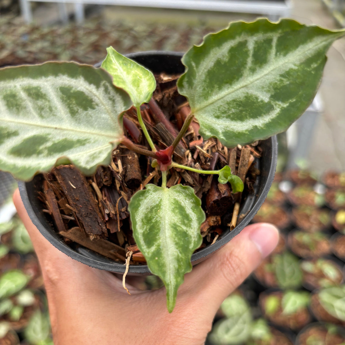 Anthurium Red Crystallinum (HU) 09 x Muchlis RC