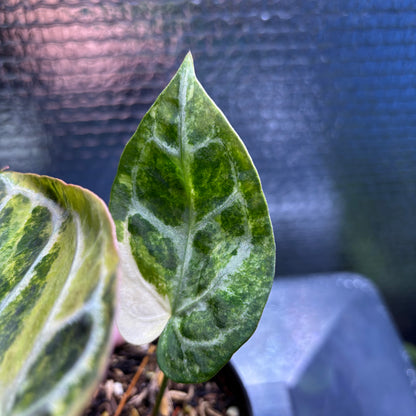 RP33-9 Anthurium Red Tiger x Michelle Variegated