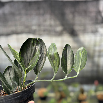 RP1-9 Scindapsus Treaubi Black Variegated