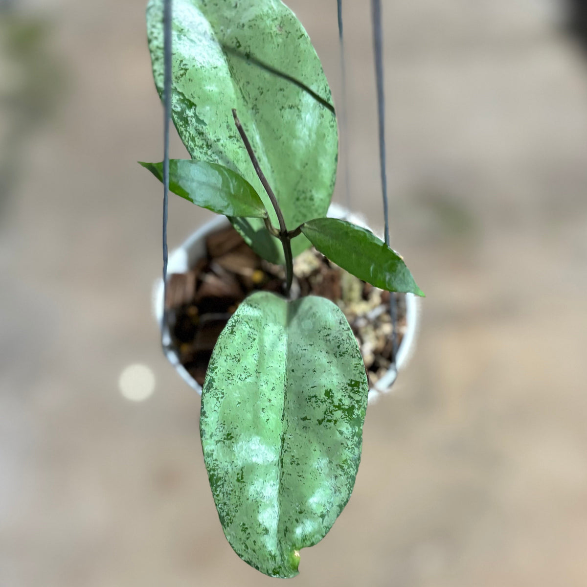 Hoya AFF Emperor