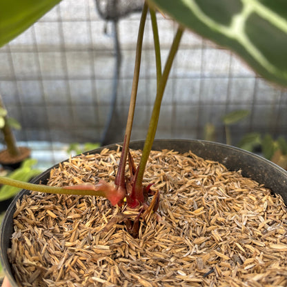 RP17-9 Anthurium Crystallinum Red Stem