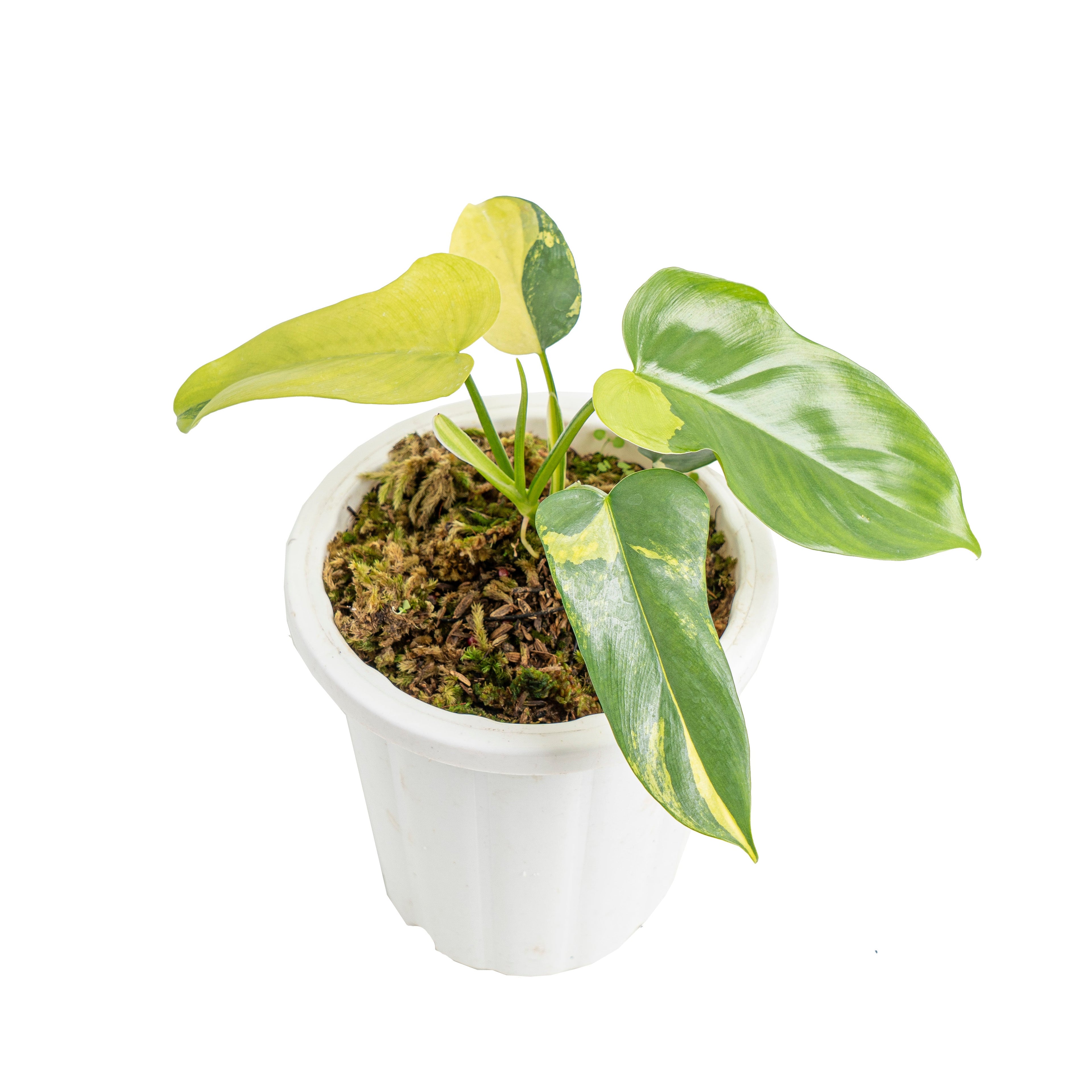 🎁 Philodendron Violin Variegated (100% off)