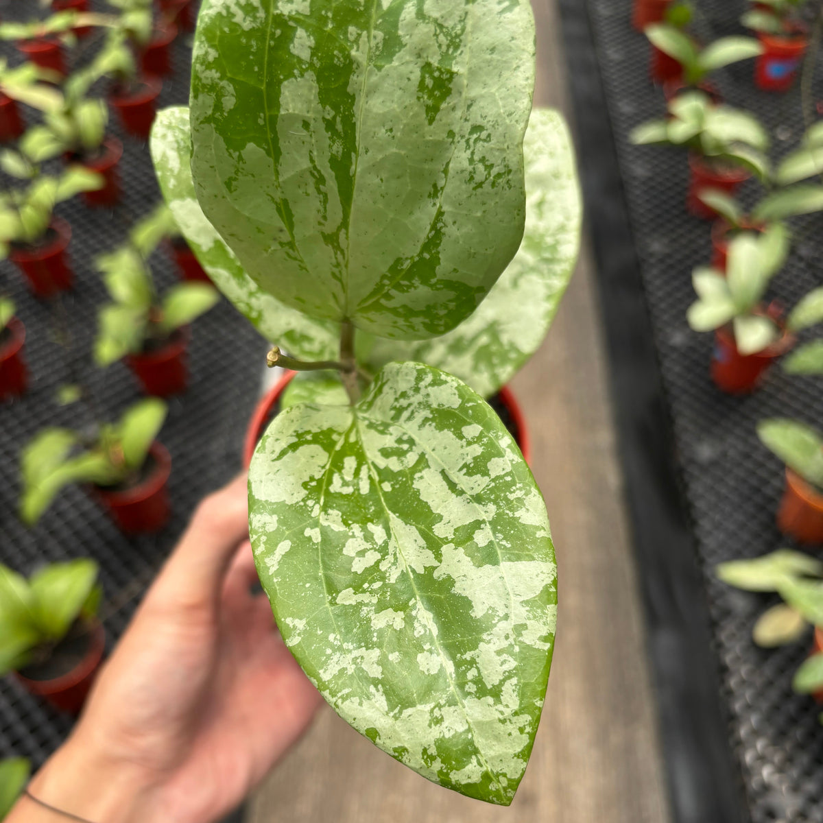 Hoya Glabra High Splash