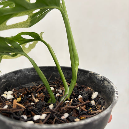 Monstera Blanchetii Variegated