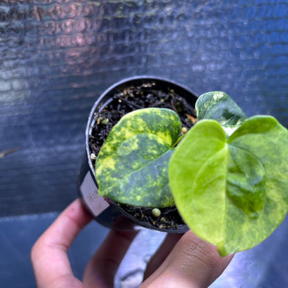 RP35-9 Anthurium KOS x AOS Variegated