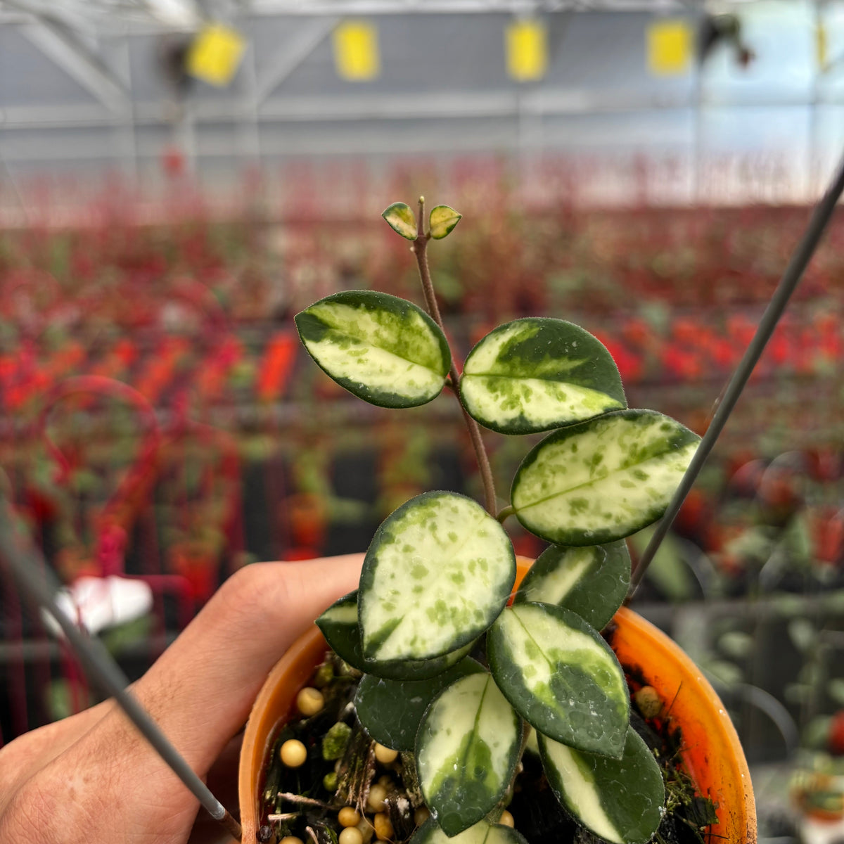 Hoya Mathilde Inner Variegated