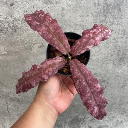 RP64-10	Hoya Undulata Red