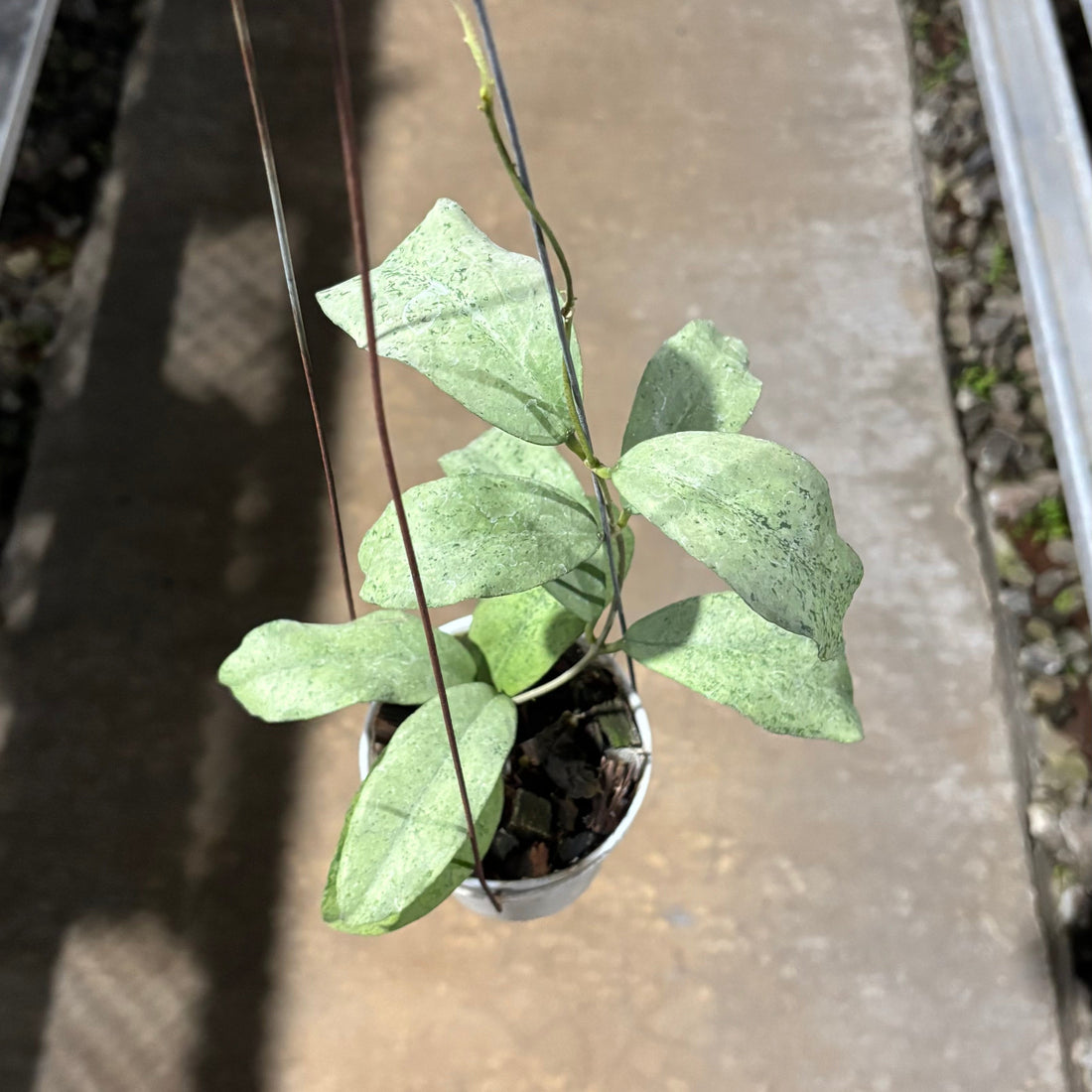 Hoya Ramona (AFF Vitellina x Callistophylla)