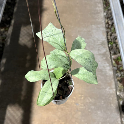 Hoya Ramona (AFF Vitellina x Callistophylla)
