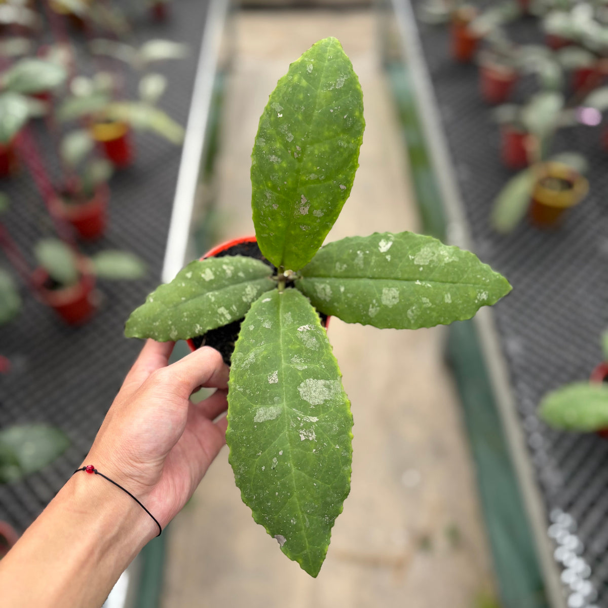 Hoya Undulata "Dikaya Priroda"
