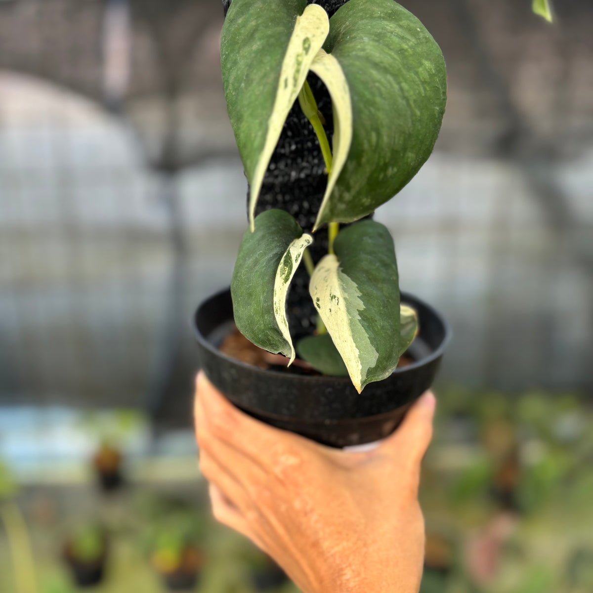 RP12-9 Scindapsus Silver Satin Halfmoon