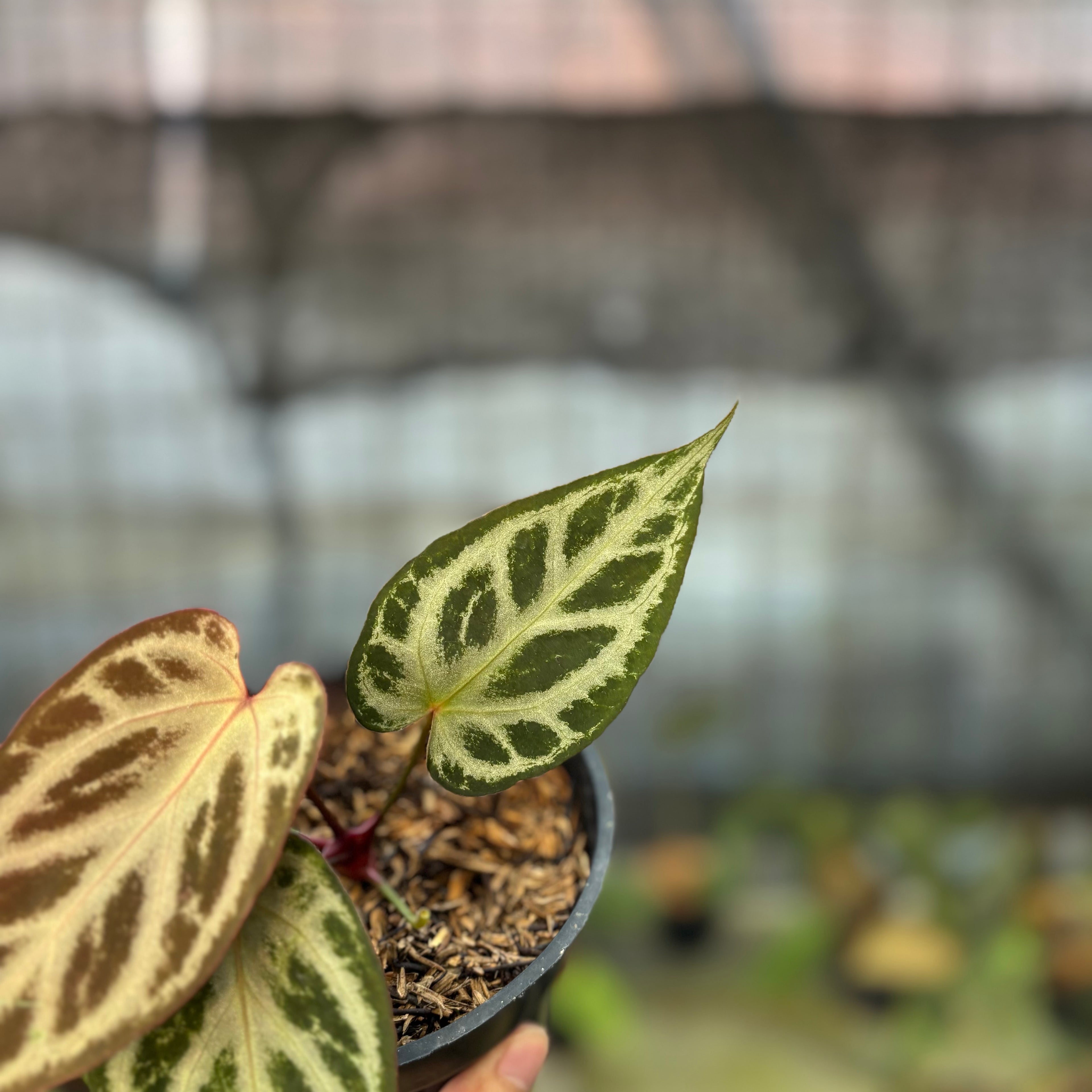 RP32-9 Anthurium Michelle x Red Crystallinum