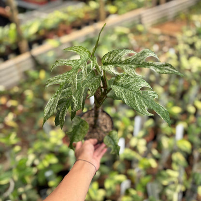 Epipremnum Pinnatum White Dagger