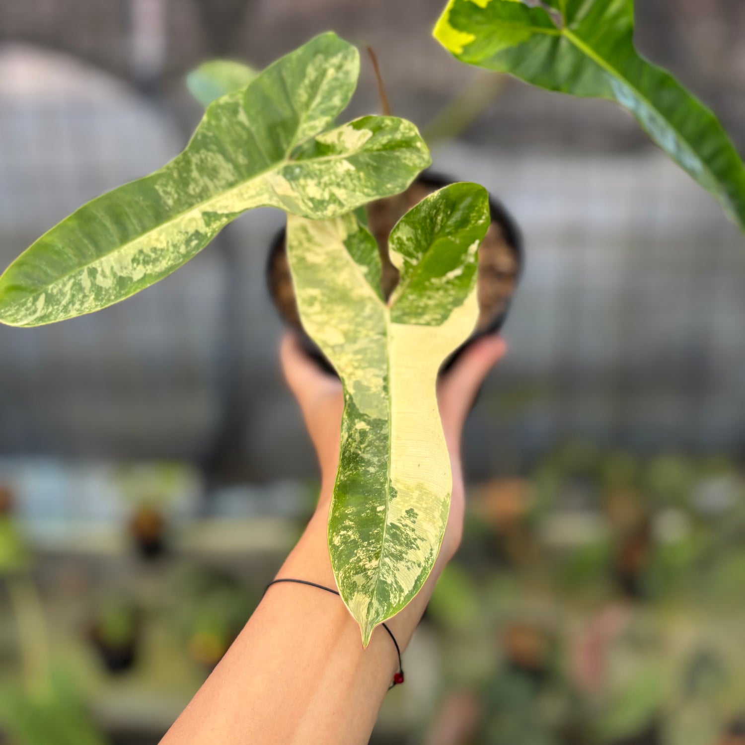RP14-9 Philodendron Domesticum x Atabaphoense Variegated
