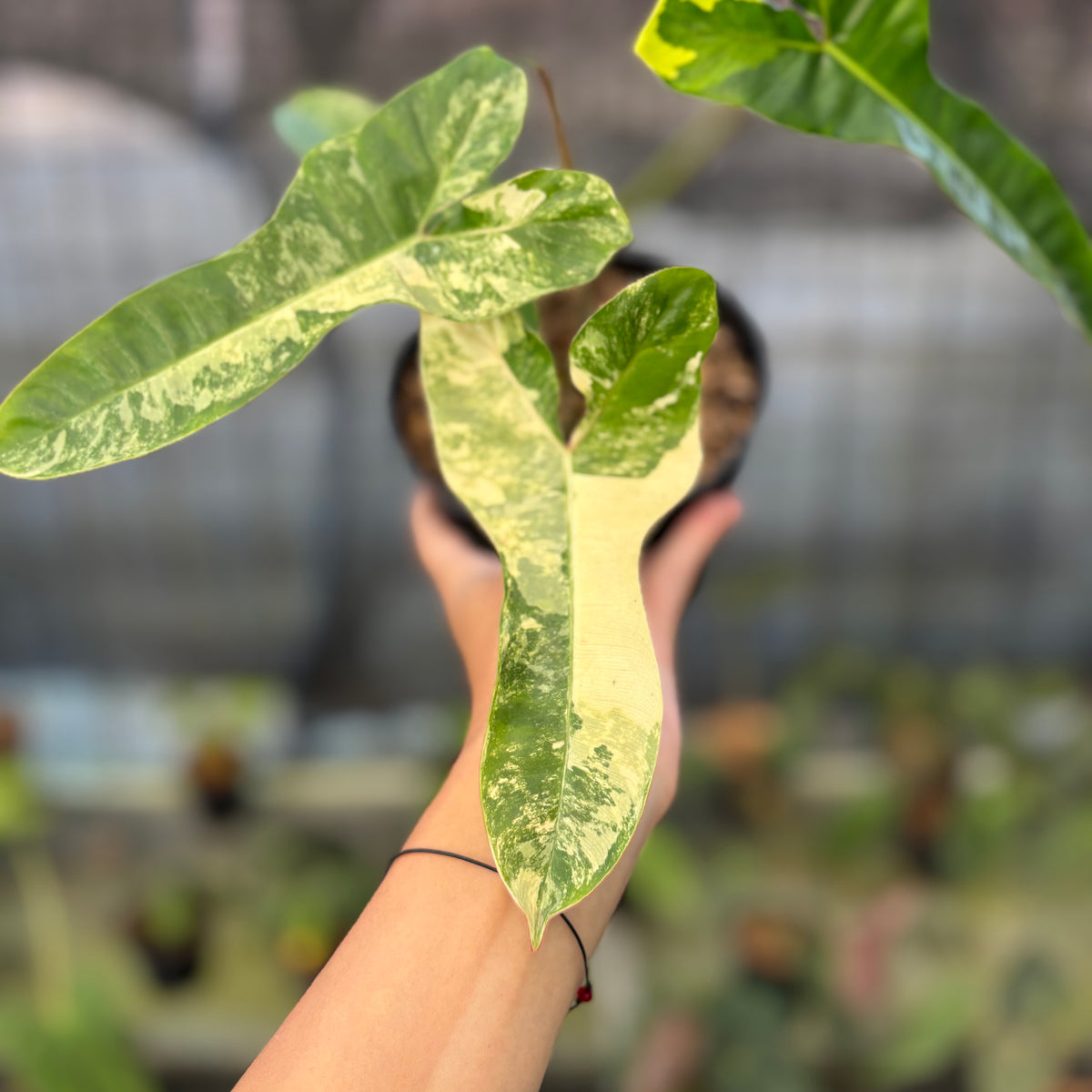 RP14-9 Philodendron Domesticum x Atabaphoense Variegated