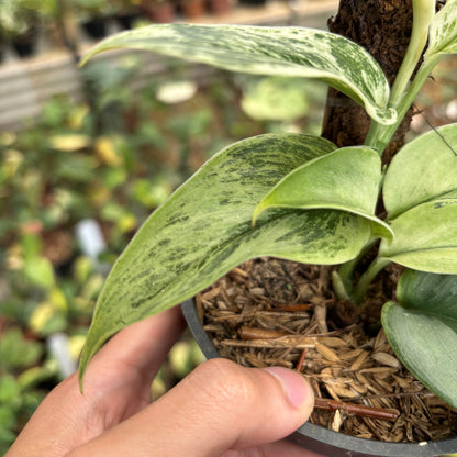 Scindapsus Superstar