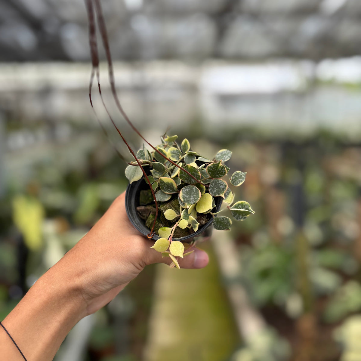 RP23-10	Hoya Curtisii Albomarginata "Tiara"