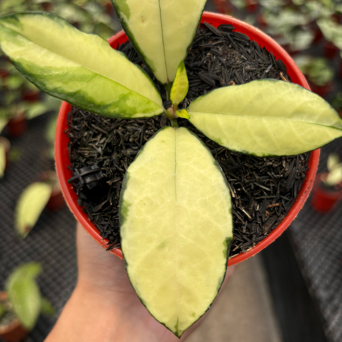 Hoya Crassipetiolata Variegated