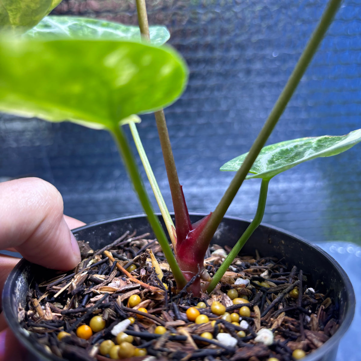 RP33-9 Anthurium Red Tiger x Michelle Variegated
