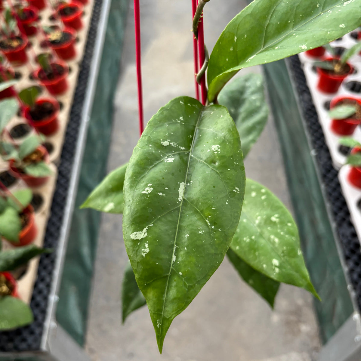 Hoya SP Aceh X-7